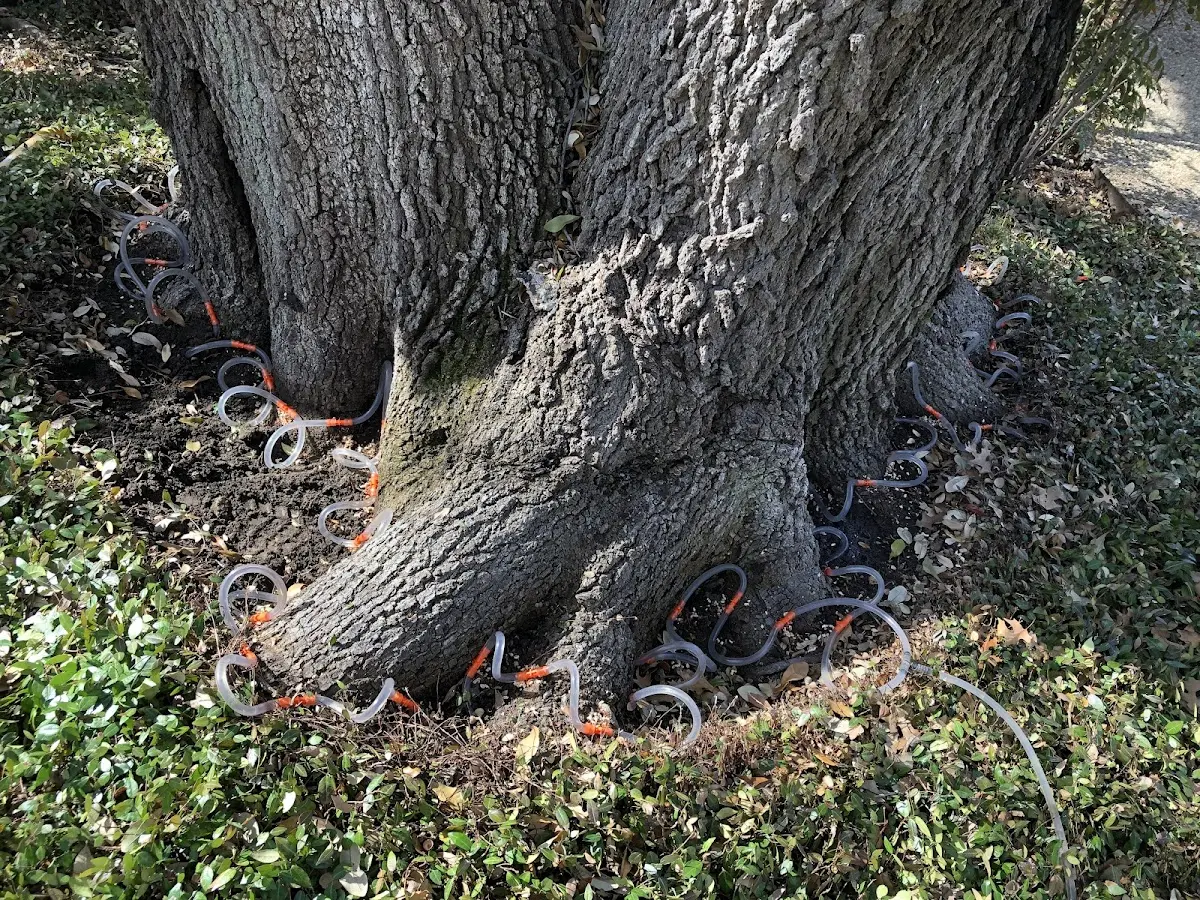 Detailed Tree Cabling and Bracing job site in New Brighton