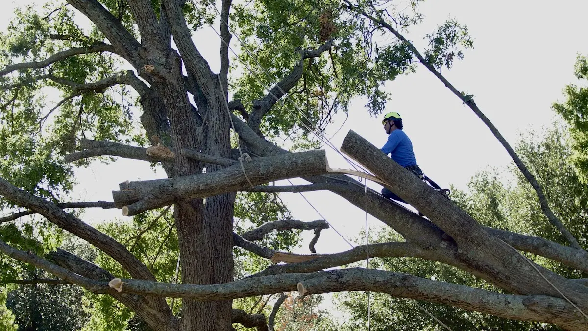 Professional Crown Thinning performed by certified arborists in New Brighton