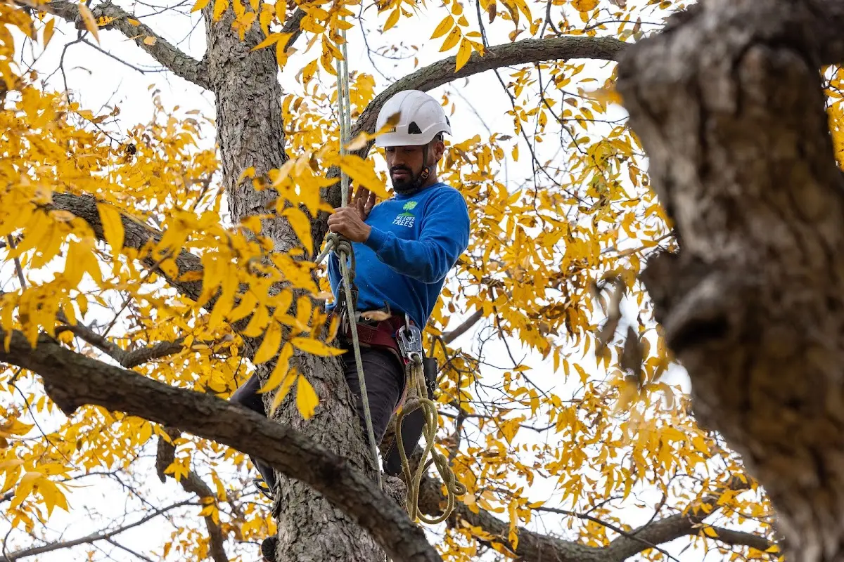 Skilled Tree Pruning crew working in New Brighton