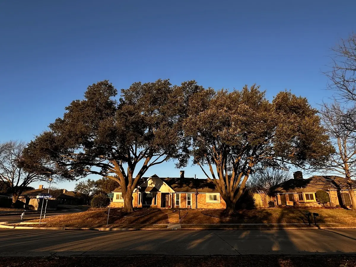 Established residential canopy tree shading a home in New Brighton